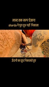20K views · 529 reactions | dekh lo kaise nikalte h -camel milking #shubhjourney #shubhjourneyofficial #travel #woman #camel #milking | Shubh Journey | Facebook