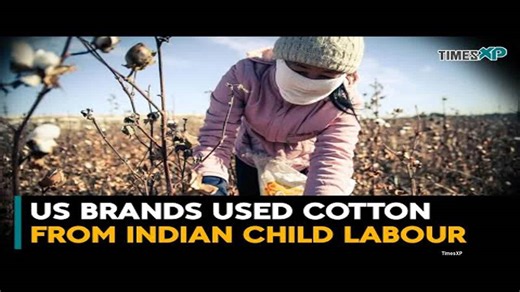 Shocking For Indians! US companies bought cotton grown by children in India
