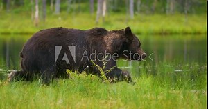Big adult brown bear walking and running free in the forest