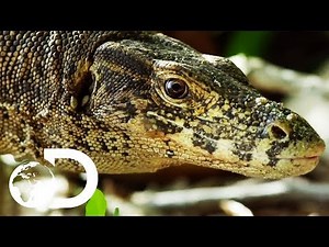 The Prehistoric Predator | Wildest Lizards | Discovery UK