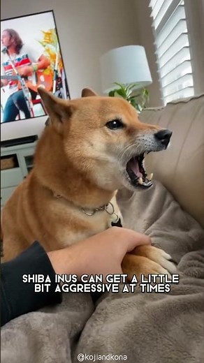 Shiba Inu 🐕 From Japan with Love!