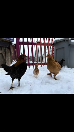 Snowy farm days #hobbyfarm #legendaryacres #alpacas #goats