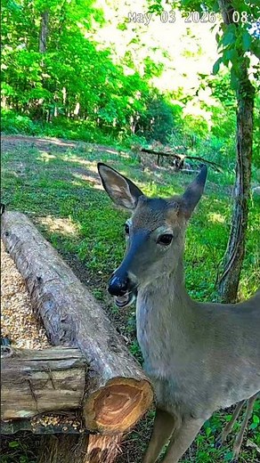 His First Antlers Are Starting to Grow 🦌👀