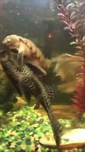 2.2M views · 15K reactions | This turtle is amazing at underwater rodeo!  ViralHog | VT | Facebook