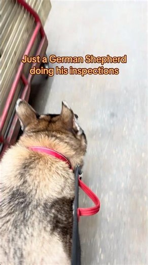 Taking my reactive German Shepherd to a hardware store 🐺#shorts #germanshepherd #reactivedoglife