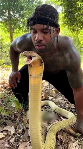 Africa's most dangerous snake - Black Mamba