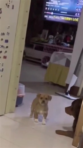 Puppies with big personalities #dog #cute #puppy #funnyvideo #usa | puppies