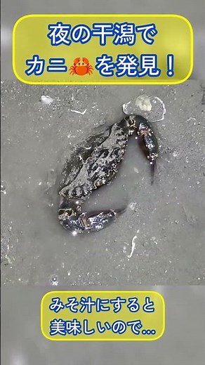 干潟で美味しいカニ🦀を発見！😳【イシガニ】
