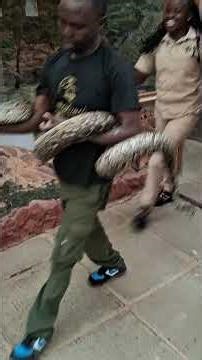 “Assisted shedding after deworming helps maintain optimal health and wellbeing in pythons.”