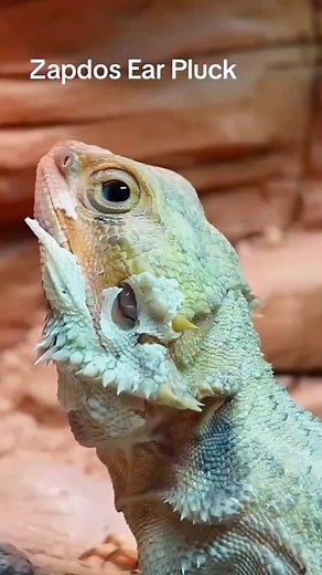 Spoiled dragon day! Treat your ears to some deeply satisfying sounds. 🦎✨ 🦎✨ 🦎✨🦎✨ 💪🦎 #asmr #shedding #beardeddragon #gecko #foryou #satisfying #breeder #satisfying #ReptileGlowUp #foryou #satisfying #asmr #shedding #dragon #pokemon #reptile #pet #petlovers #petcare #trendingvideo #trendingreels #fypシ #foryou #animals #usa | Tony Richmond