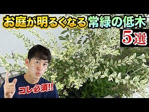 【絶対条件】明るくオシャレなお庭にするための常緑低木5選
