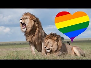 GAY ANIMALS