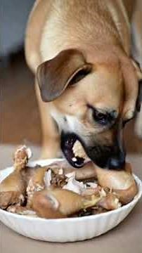 Dog Eats Chicken Like a Pro 🍗🐕‍🦺 Cutest Eating Video Ever