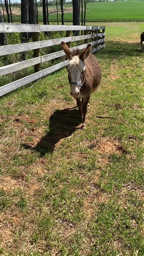 Virginia Gray (@virginiagray1)’s videos with Little Life - Cordelia