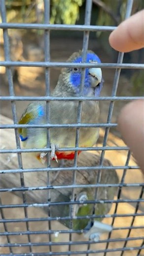 Eastern Bluebonnet Bird: Stunning Colors & Natural Habitat #cute #viral #love #birds