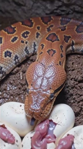 Blood Python’s Eye View Inside a Hidden Jungle Territory 🐍 #homes #snake
