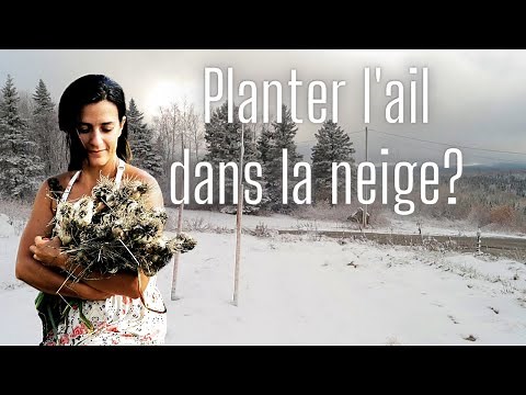 PLANTING GARLIC QUEBEC when and how to plant garlic