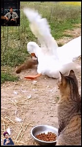 A squirrel bites a geese. #geese #squirrel #cat | Raty Soy