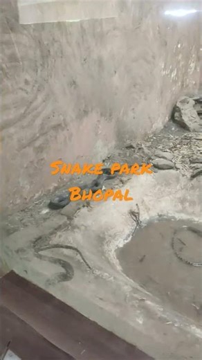 different types of snakes