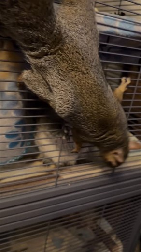 Fern aka Squern on Instagram: "Sweet P checking out Walnut in his cage ☺️ She’s chattering her teeth but at least she’s not trying to swat him through the bars like she has in the past! 😬 Poor Walnut has no idea why his sisters don’t like him. How could you not love that fluffy goofball? 😂☺️🐿️🥰🩷"