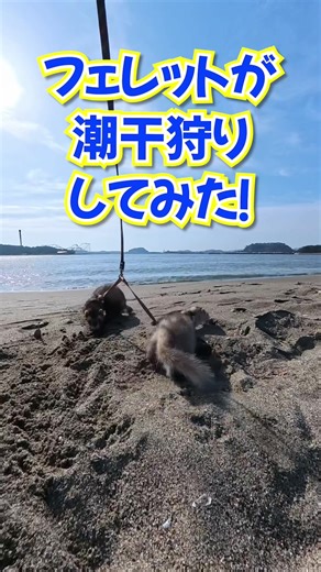 フェレット潮干狩り大会！ #ferret #フェレット #小動物 #ペット