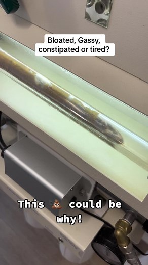 Bayside Colonics on TikTok