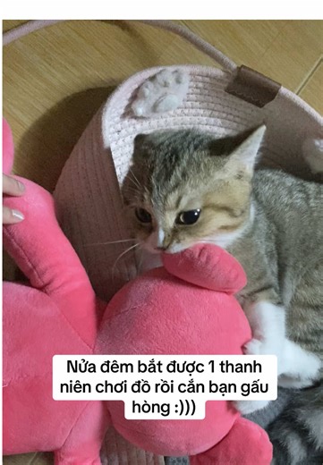 #mochiembemeo #cutecat #mochi #cat #fyp