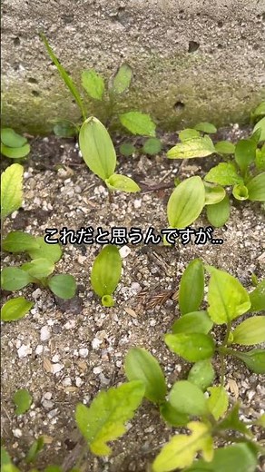 ひまわりの種蒔き4週間経過