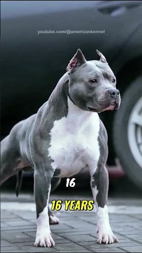 The American Staffordshire Terrier: Strength, Intelligence & Loyalty! 🐕❤️