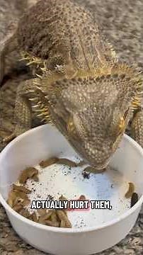 How To Feed Your Bearded Dragon 🐉