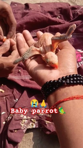 parrot small baby# baby Parrot Talking# parrot ghonsala# red parrot #pinkparrots #mickaboo 🦜🌾