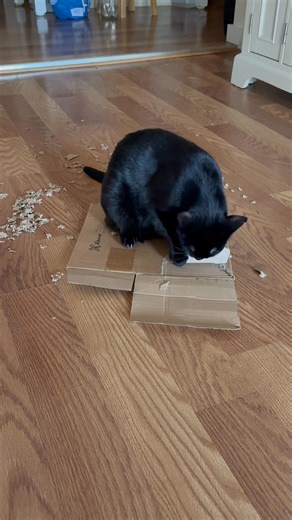 Meet my brand-new, top-of-the-line, fully self-operated paper shredder 😅✨ Runs on tuna fumes, purr power, and pure chaos energy. Shreds 30 pages a minute… and also the box they came in. Leaves confetti everywhere like it’s Mardi Gras at 10 a.m. Honestly? The craftsmanship is unmatched. The mess? Legendary. The employee? Absolutely not taking feedback at this time. 🐈‍⬛💥📦 # #qualitycontrolsupervisor | Bethany Nichole Smith