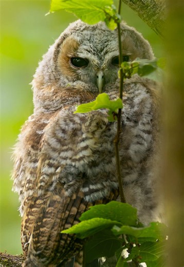 Baby Tawny Owl Up Close in Nature