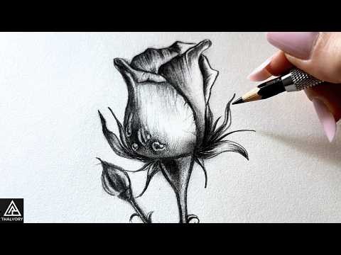 How to Draw a Realistic Rose with Water Drops 🌹| Easy Pencil Drawing Tutorial for Beginners