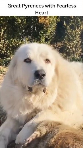 Great Pyrenees From Playful Pup to Fearless Guardian