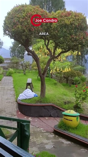Open the Window and See Bromo! Lava View Lodge Review