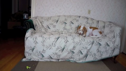 Broccoli becomes unexpected challenge for pup