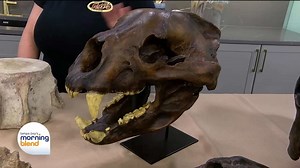 FossilFest is back! | Morning Blend