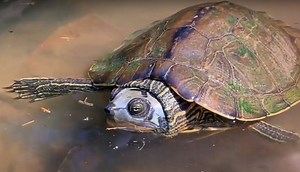 Alabama Map Turtle Facts - All Turtles