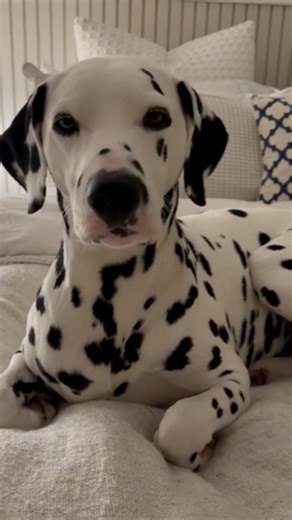 Facts about Dalmatian #youtubeshorts #dogbreed #ytshorts