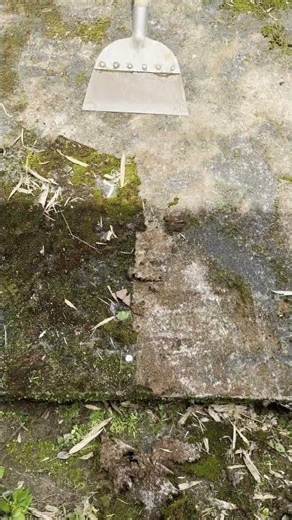 Stop wasting money! DIY tool for moss removal, better than store-bought!