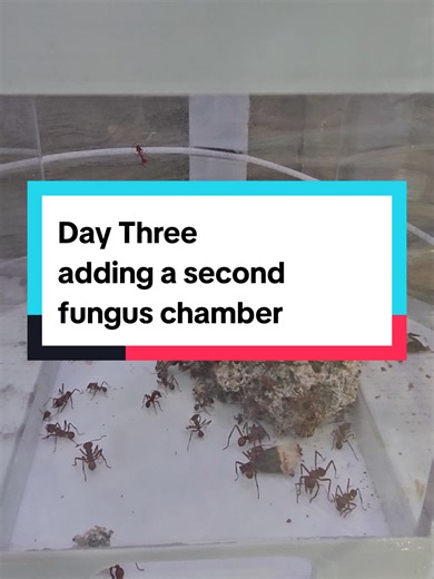 Leafcutter Ants Update: Third Day of Chamber Experiment