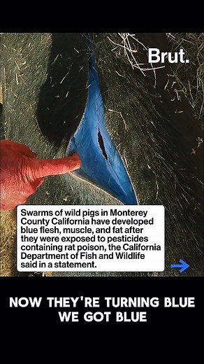 Blue Hog Meat?? | Backwoods Life