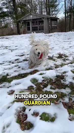 Komondor Reality Check: The Mop Dog With a Serious Job 🧹🐕