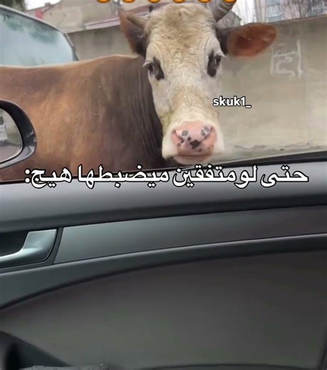 حتى لو متفقين مايصير هيچ 😂😂 #ميمز #ضحك #shorts