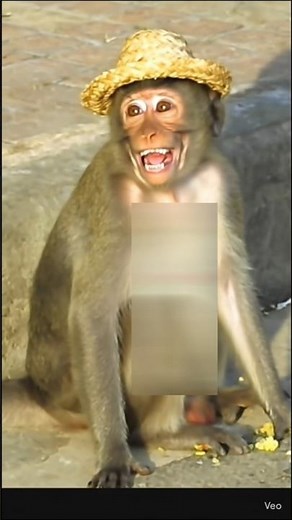 The Amazing Tricks of Monkeys