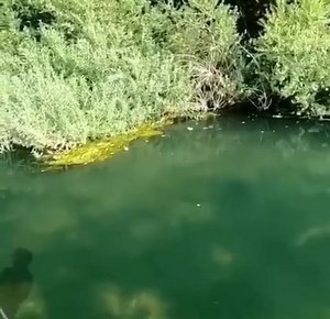 30K views · 304 reactions | Briga boa  Segue nosso Instagram @pcr_cianorteeregiao | Pescador Douglas Paulino | Facebook