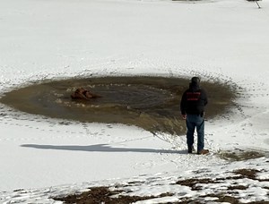 Cow rescued after fall through ice on frozen pond