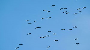 Flock of birds flying at against the blue sky. Silhouette of wild bird herons in the sky