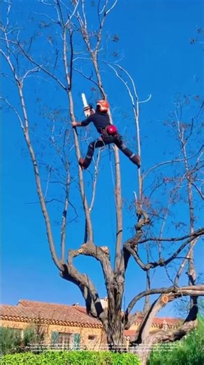 Cutting Through the Canopy: How Tree Trimming Shapes Communities